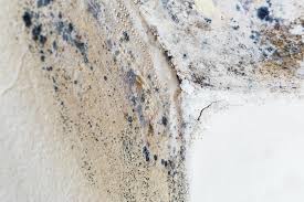 Best Residential Mold Inspection & Testing  in Rome, NY